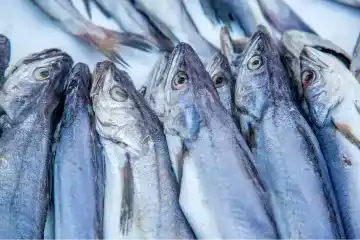 Merlan Bleu