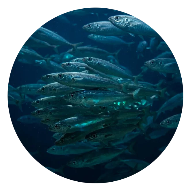 Merlan bleu océan